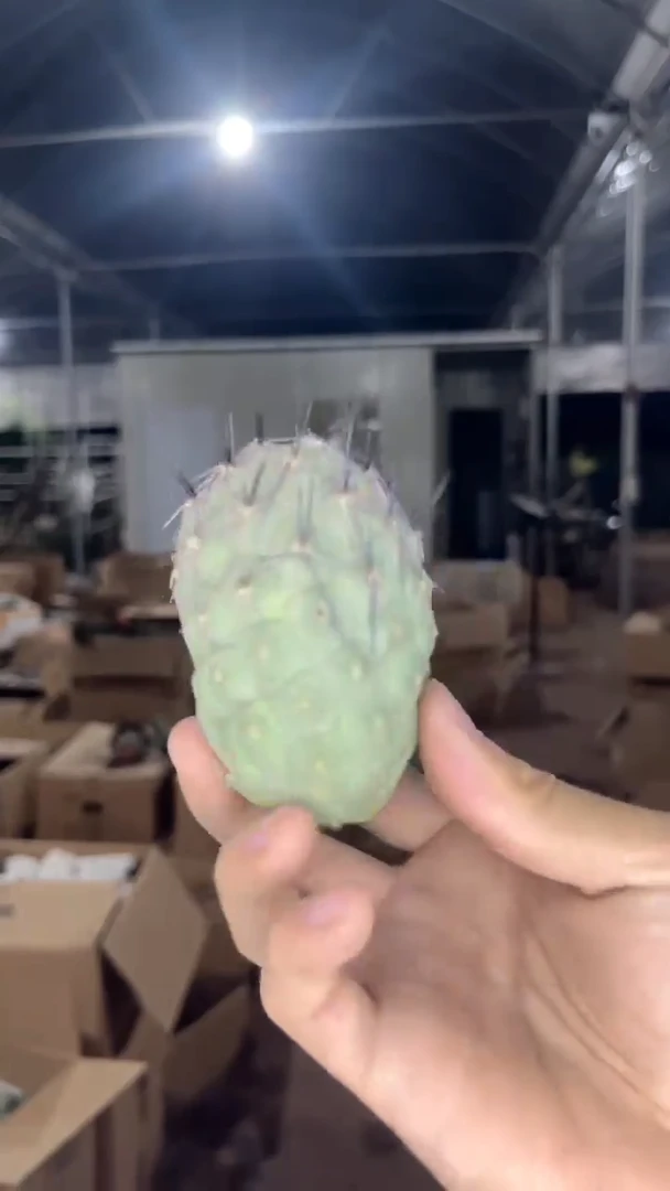 鸵鸟蛋 习志野【无根】