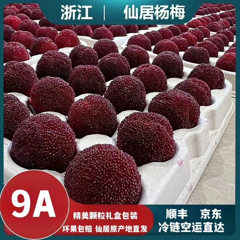 9A【正宗仙居东魁杨梅】大果冷链空运新鲜凌晨采摘现发礼盒装包邮