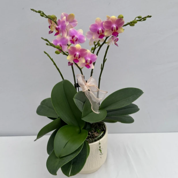 蝴蝶兰【夏日】一花观多色植株室内礼品花高端绿植花卉小众品种4