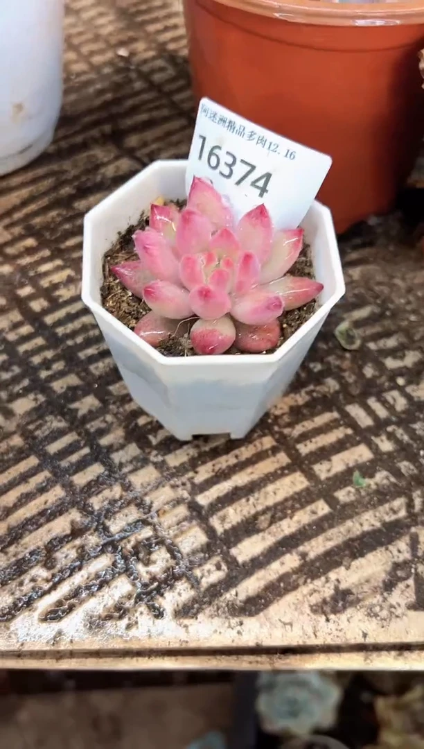 年*说多肉植物一物一拍16374