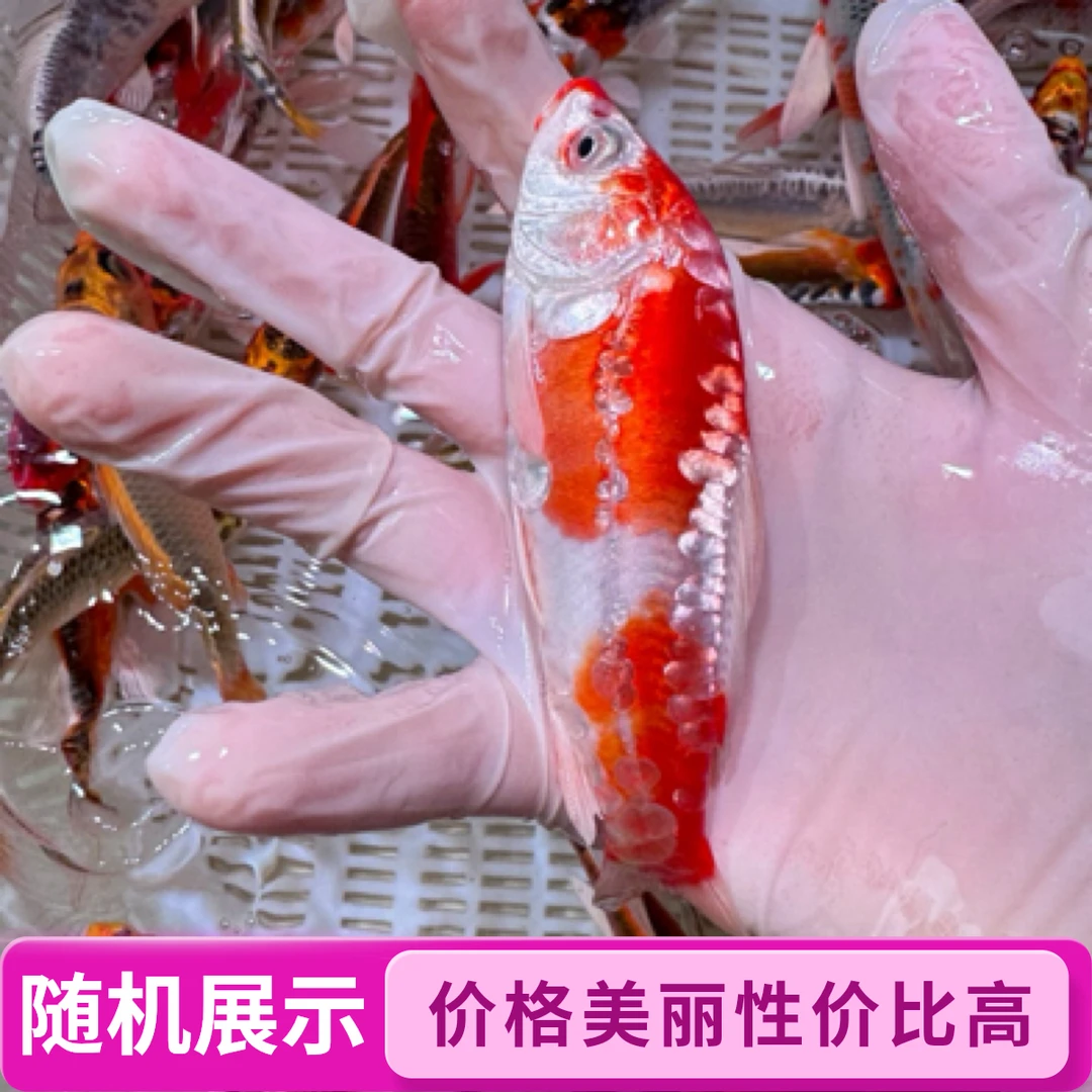 【大】11-13公分 5条精品血统锦鲤 好养花色多 全国包邮 颜色随机