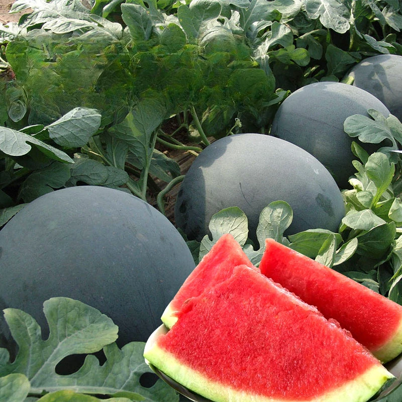 【黑皮无籽西瓜种子】四季种植盆栽地栽阳台小院种植