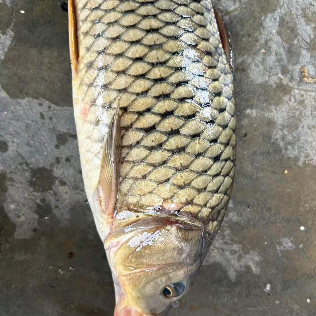 河里野生鲤鱼