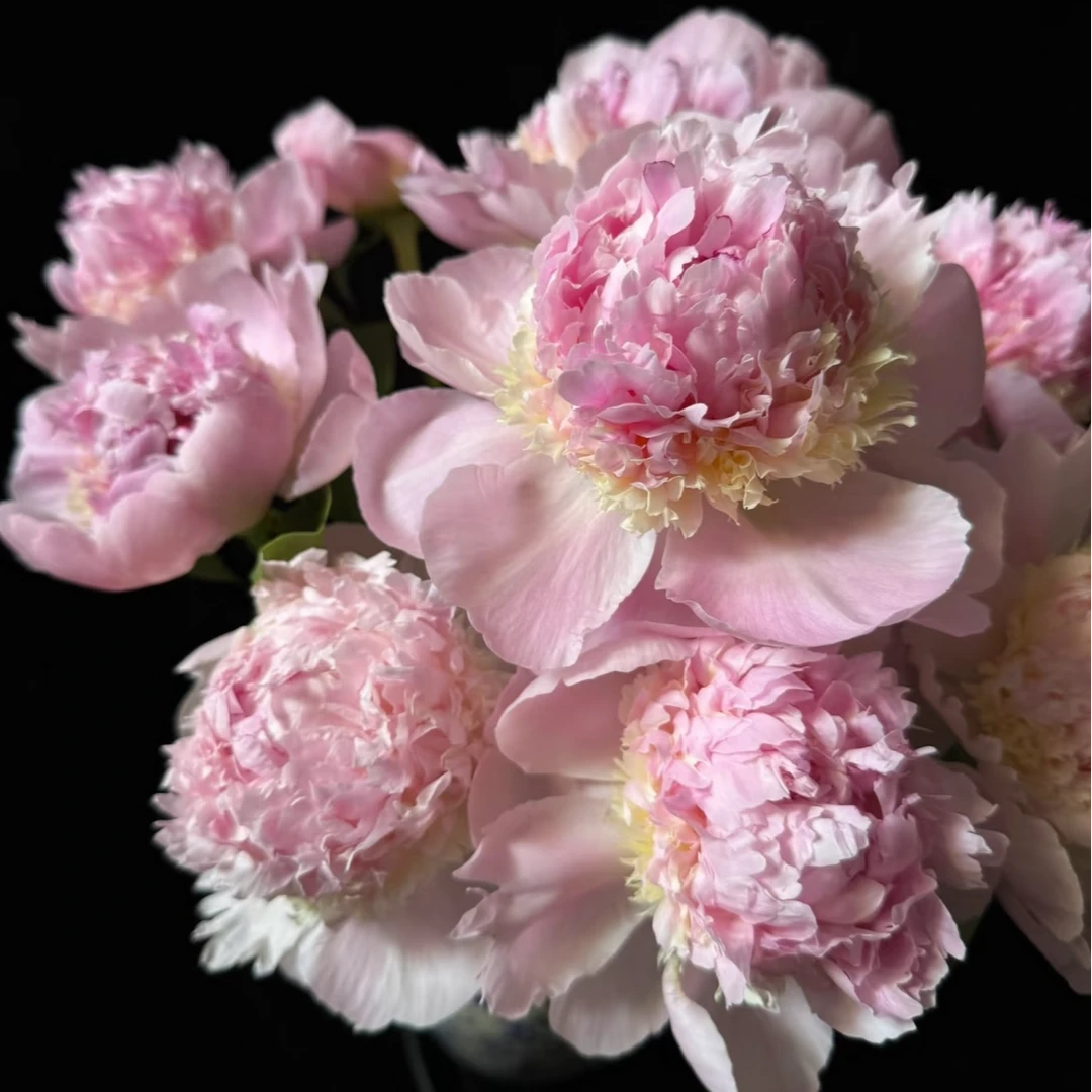 【现货芍药-天使脸颊】进口芍药鲜切花 母亲节女神节 菏泽基地直发