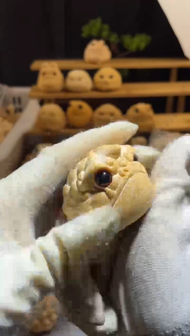 竹独角1111111111111111111