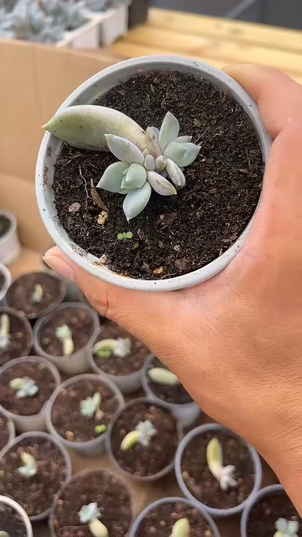 邀月美人（叶插苗）