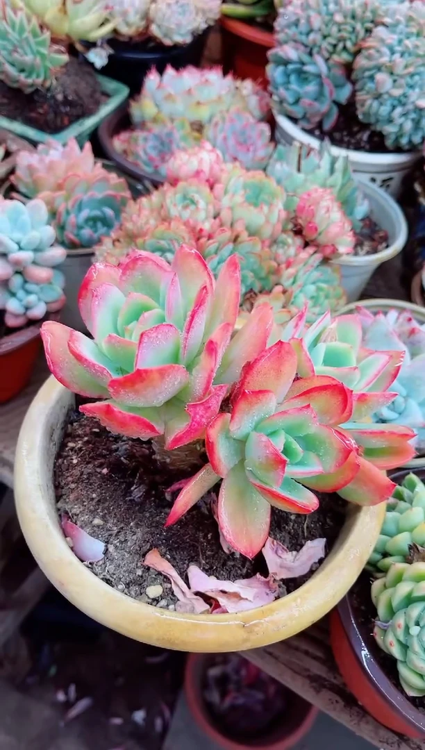 26028多肉植物一物一拍