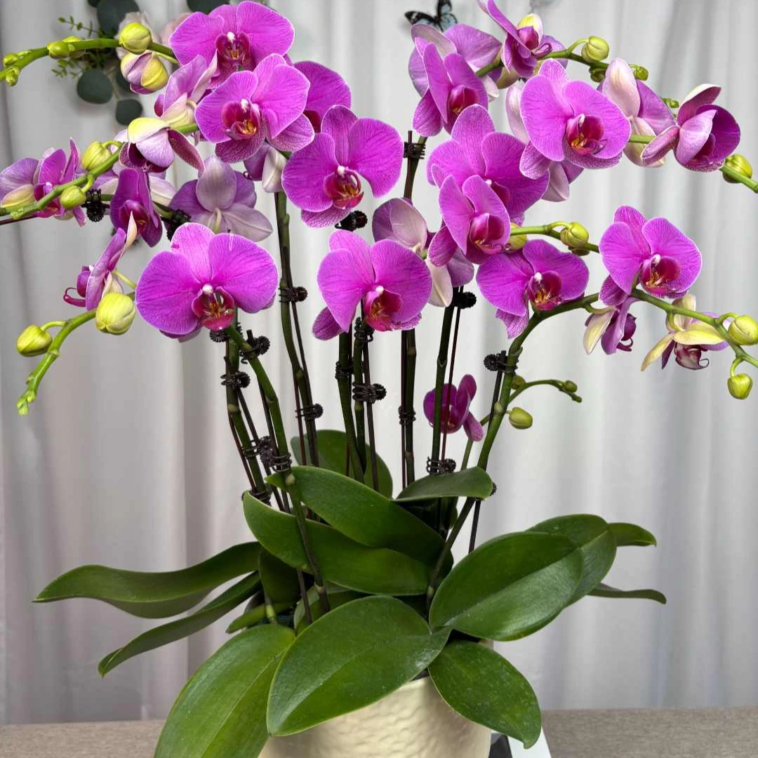 A+【恭喜发财】蝴蝶兰 3.0寸杯 有花带花苞 澧兰汀专属