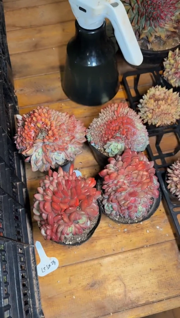 120#大缀化爱丽儿（8-11cm）脱土