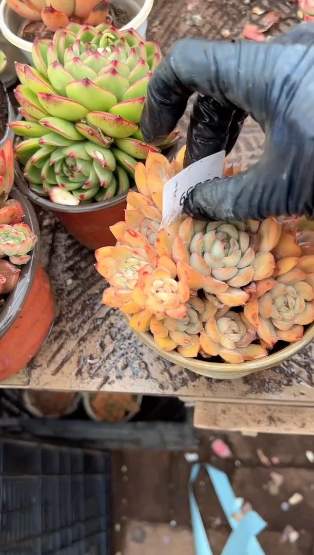 叶**✨多肉植物一物一拍03359