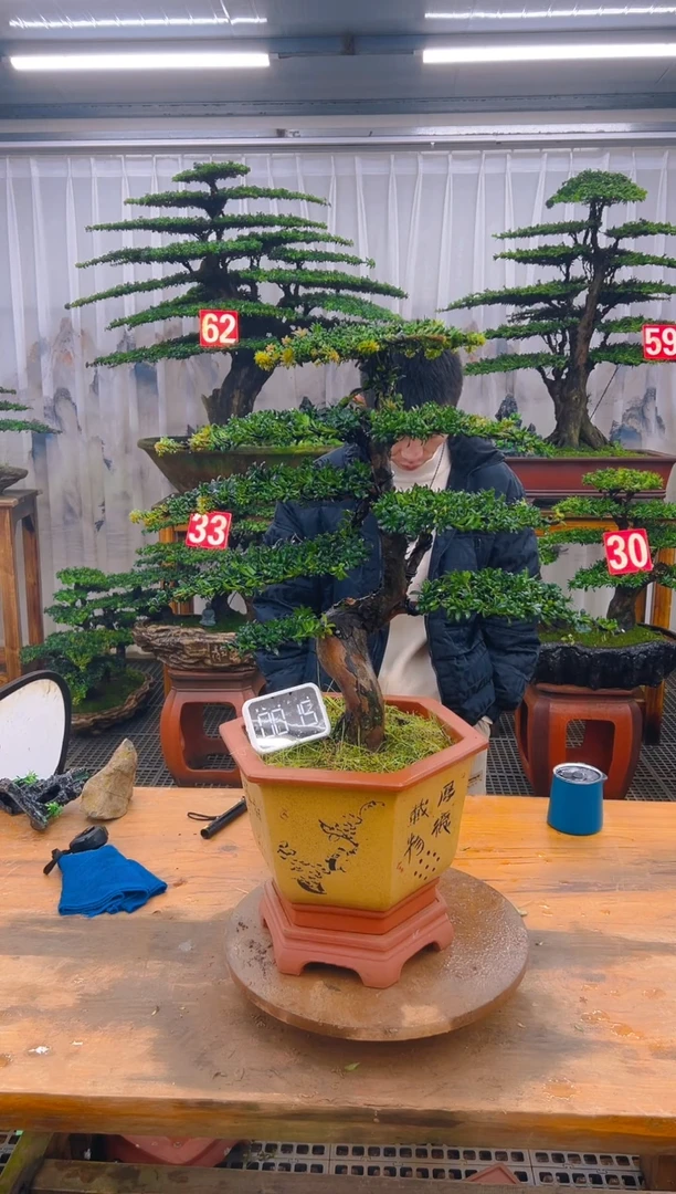 无花朵精品盆景直播间一物一拍