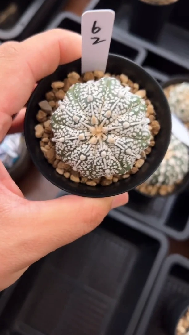 实生根星兜仙人球两颗编码62