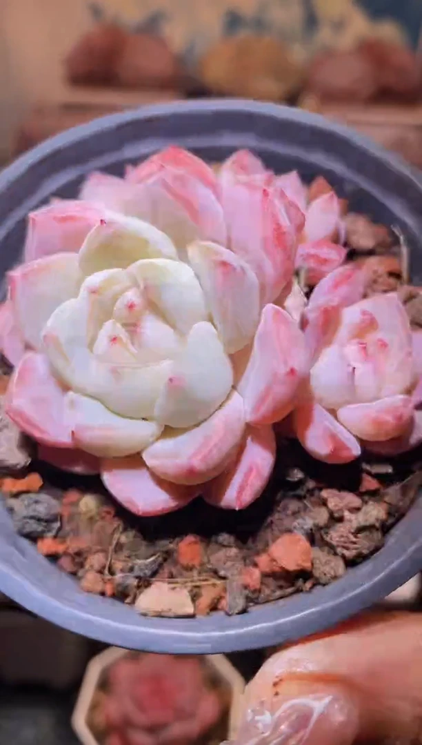 【闪购商品】154糖衣炮弹