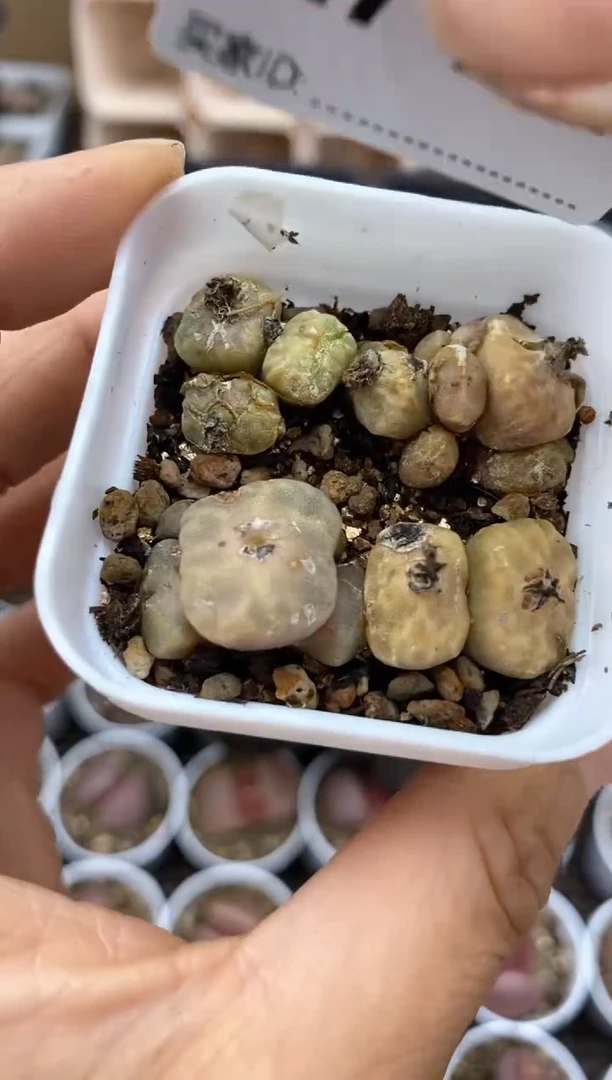 【闪购商品】7137直播间一物一拍