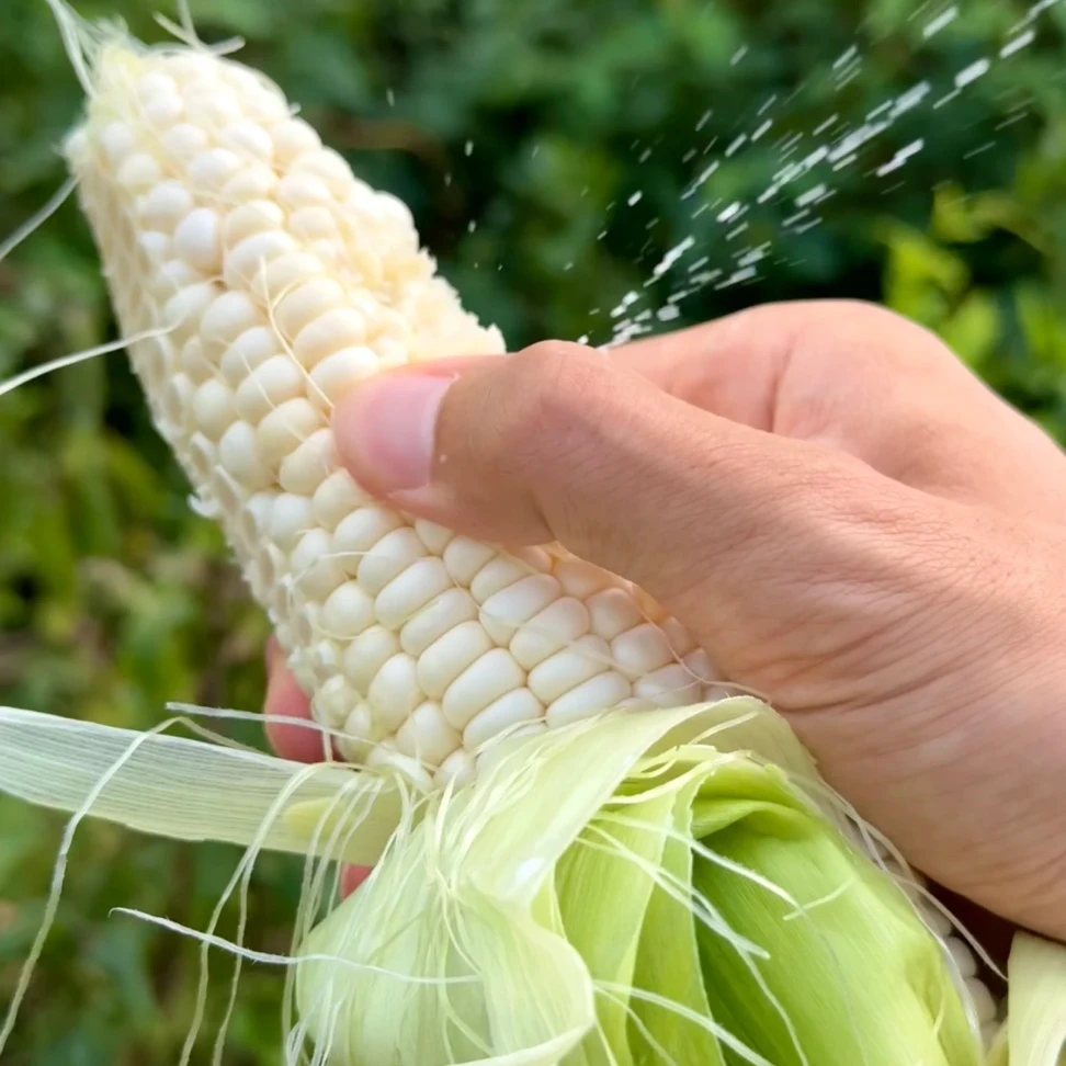 【牙牙臻选】丑玉米爆汁牛奶玉米当季现摘现发顺丰包邮