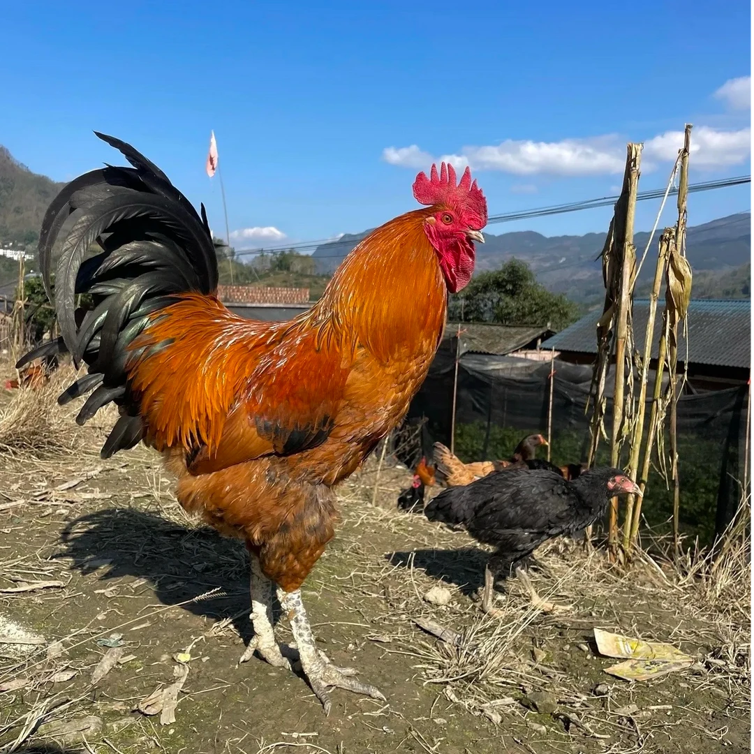 【直播专用 一物一拍 京东包邮】云南农家散养土鸡鸭