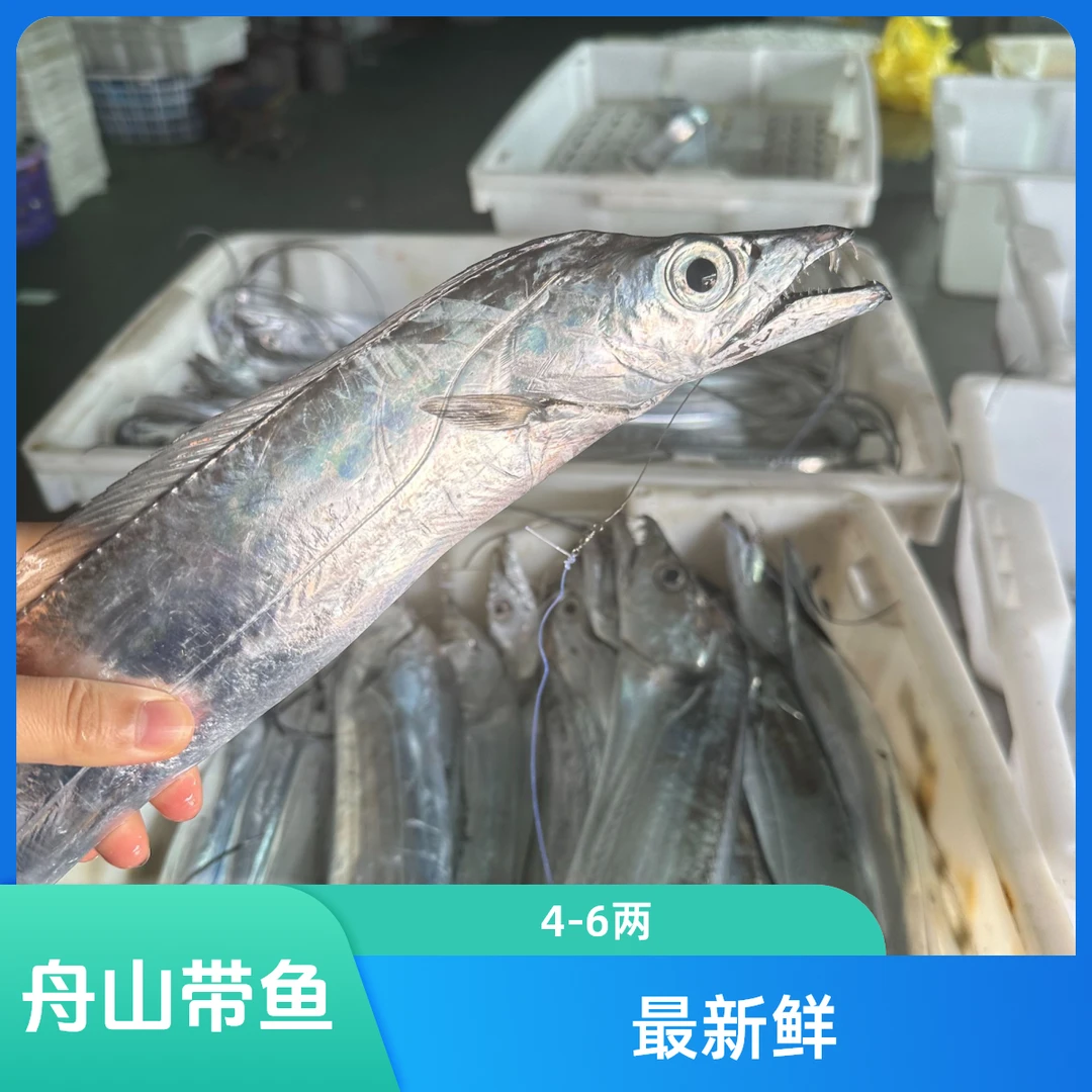 舟山正宗海钓带鱼4-6两处理内脏发货