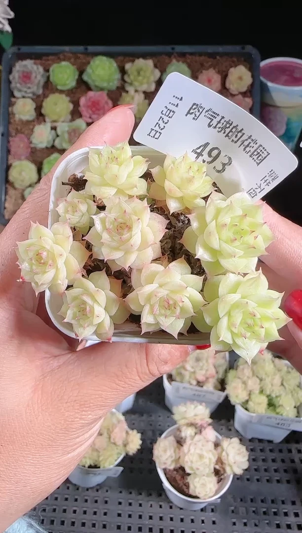1122-493群生不包整