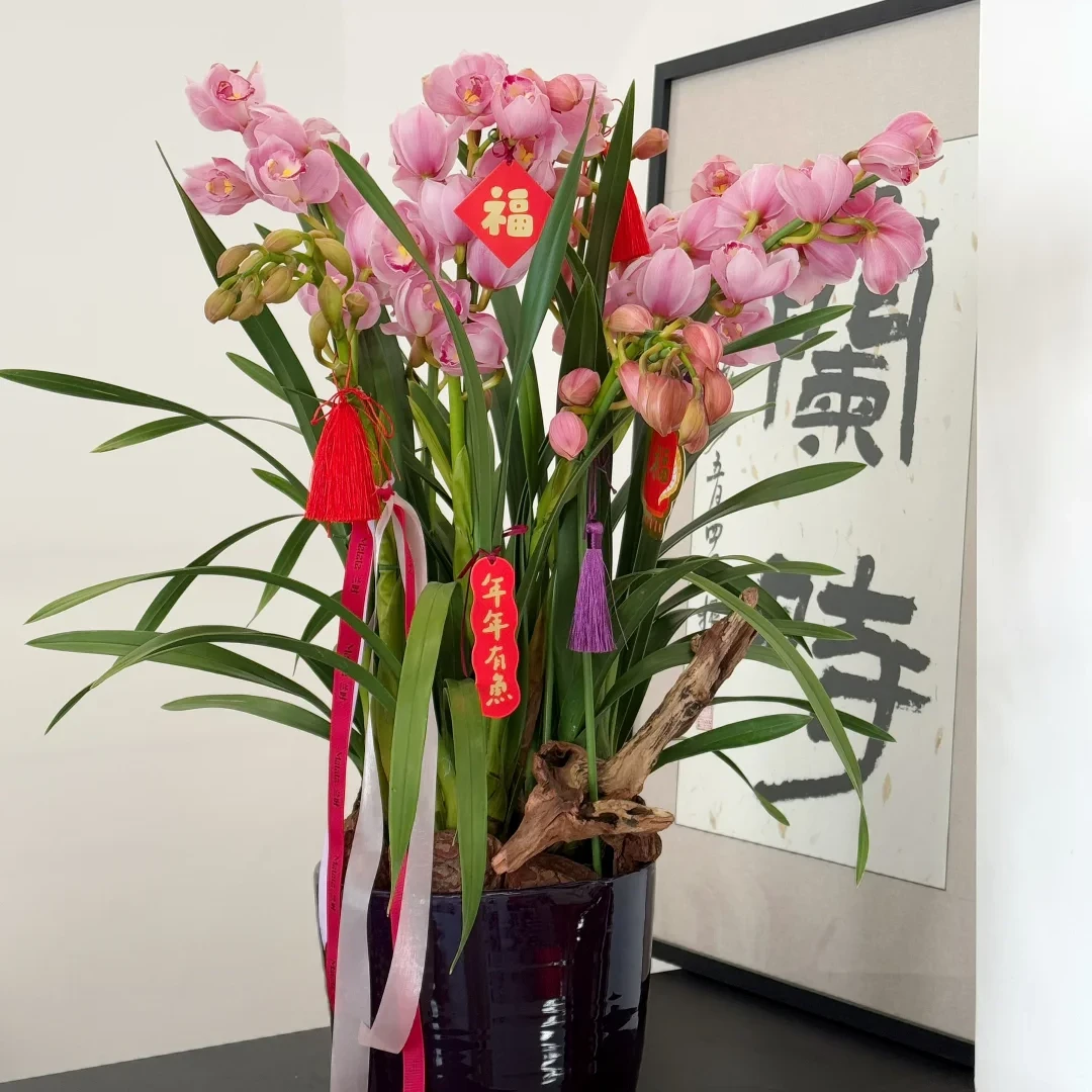 朝阳 直兰3枝剑（G） 大花蕙兰 年宵花 室内阳台 花苞发货 210盆