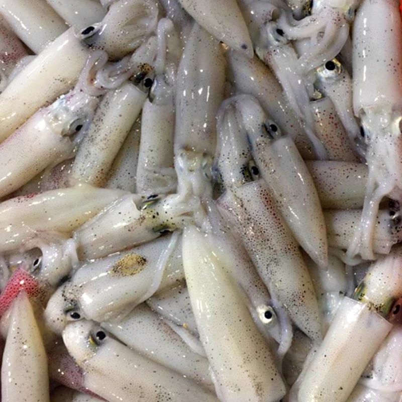 新鲜小管.小鱿鱼.（真空包装）