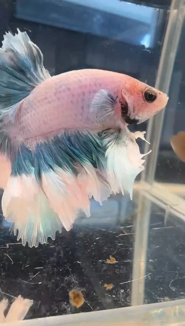 斗鱼斗鱼绣球大耳朵斗鱼