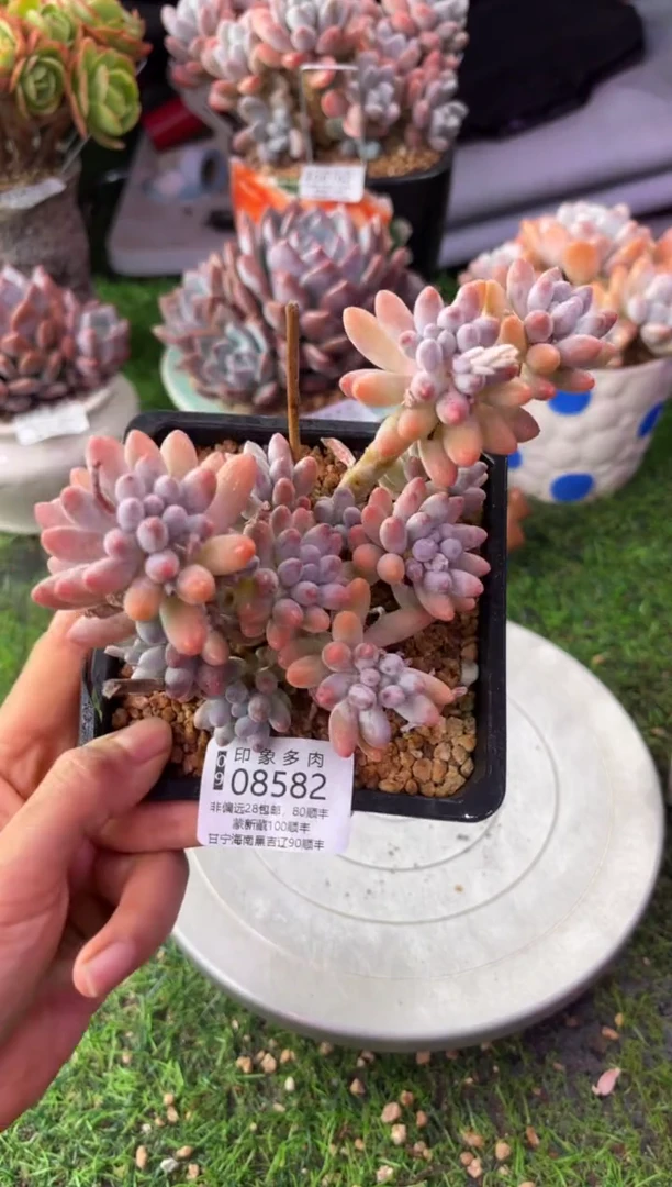 昆明印象多肉08582