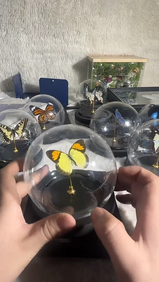 有机玻璃成粉蝶水晶球