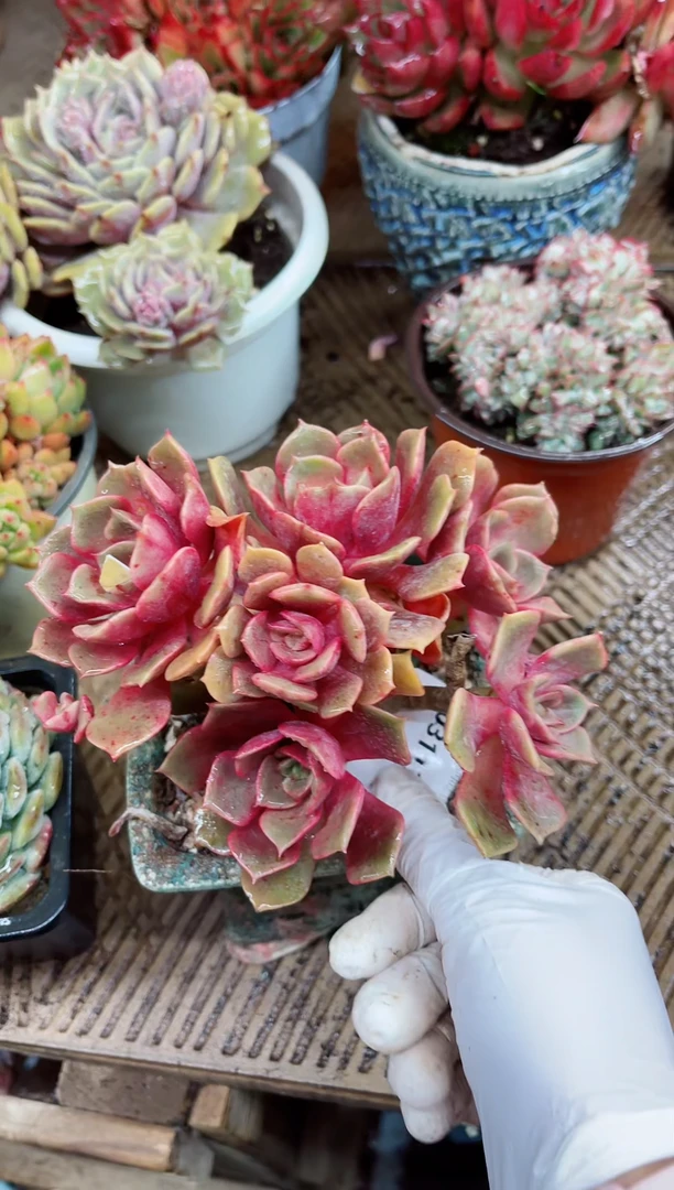 【闪购商品】03113