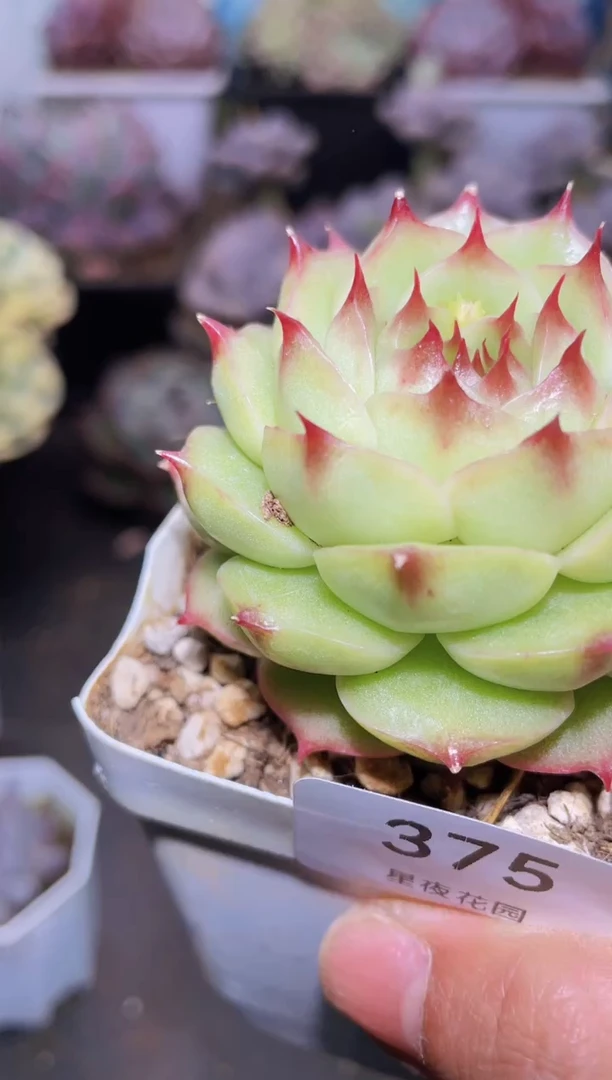 【闪购商品】375海胆多肉