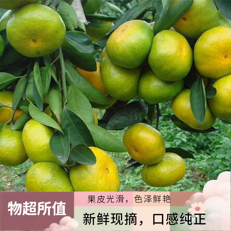 云南青鲜薄蜜桔子新鲜水果蜜橘子孕妇早熟现摘酸甜无核桔子1/5斤