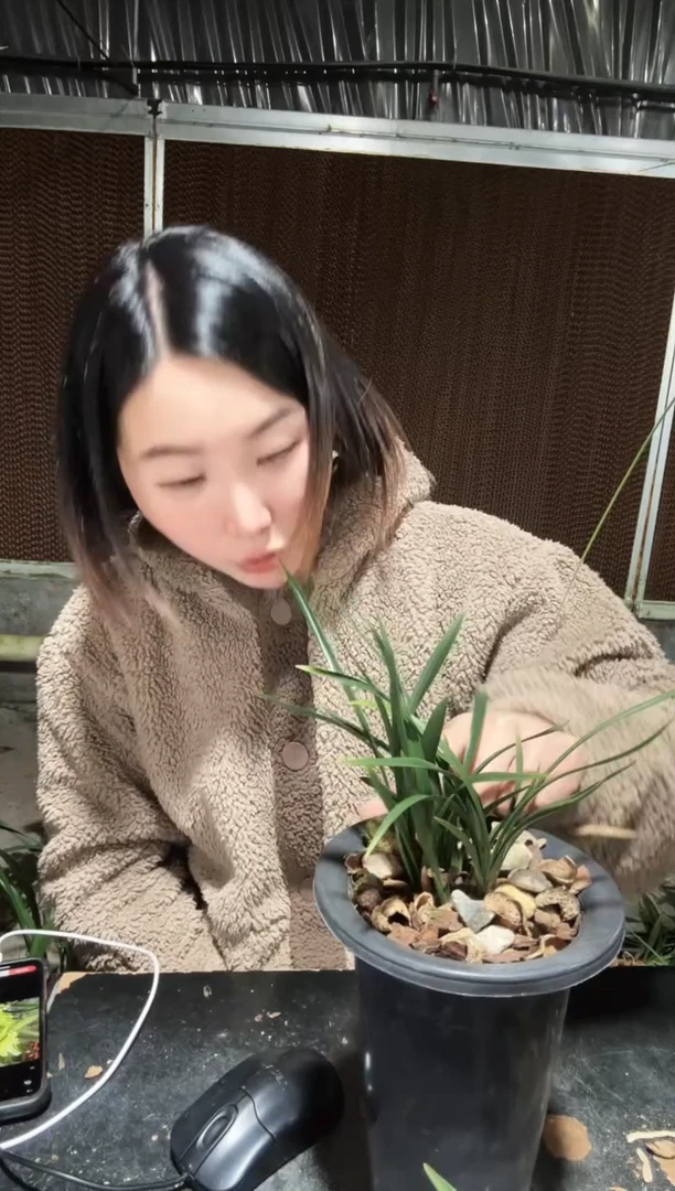 无花朵翠盖荷01