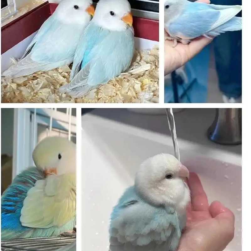 （直播链接）手养活体牡丹鹦鹉一鸟一拍 不包性别