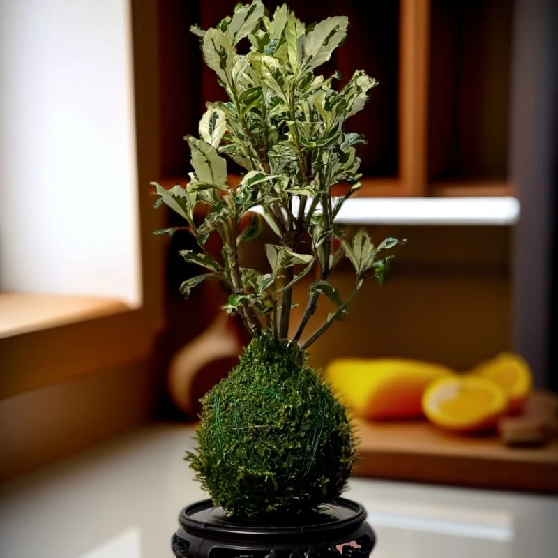 新品种花叶栀子花阳台盆栽花苗皱叶栀子花绿叶室内ins水培绿植
