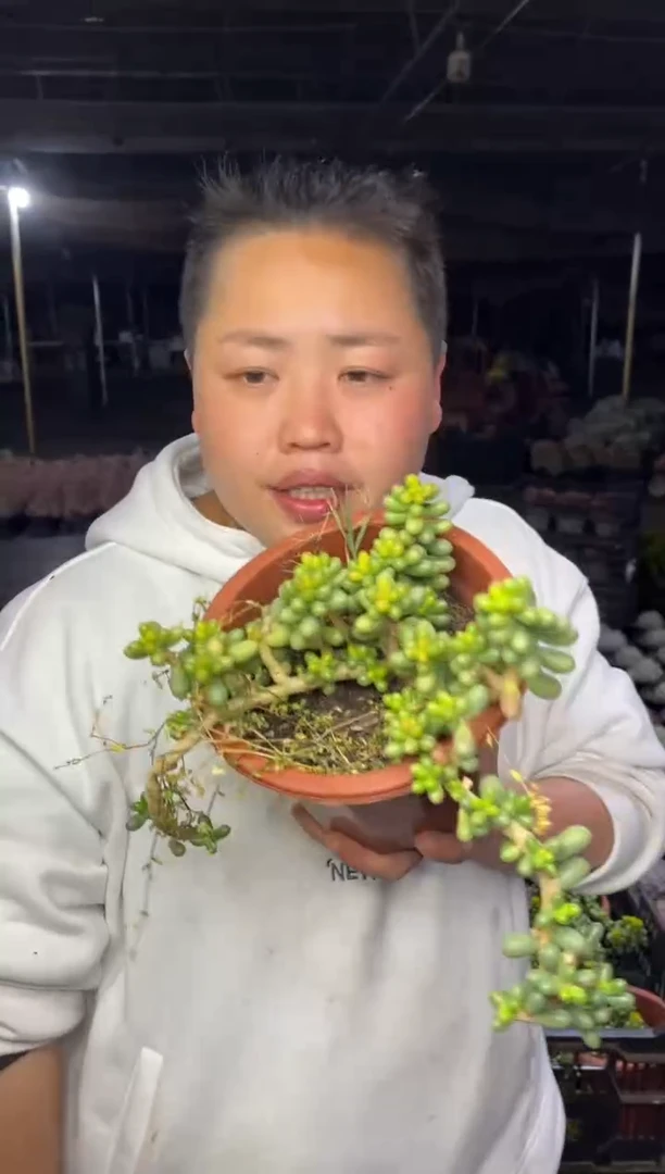 【闪购商品】26-绿龟卵5.8