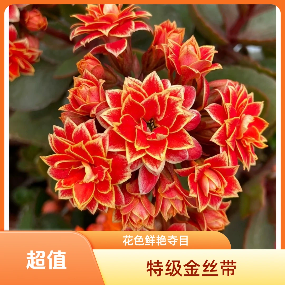 【110】稀有品种金丝带重瓣长寿花