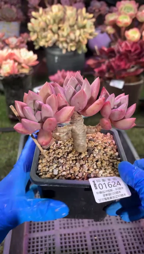 【闪购商品】01624