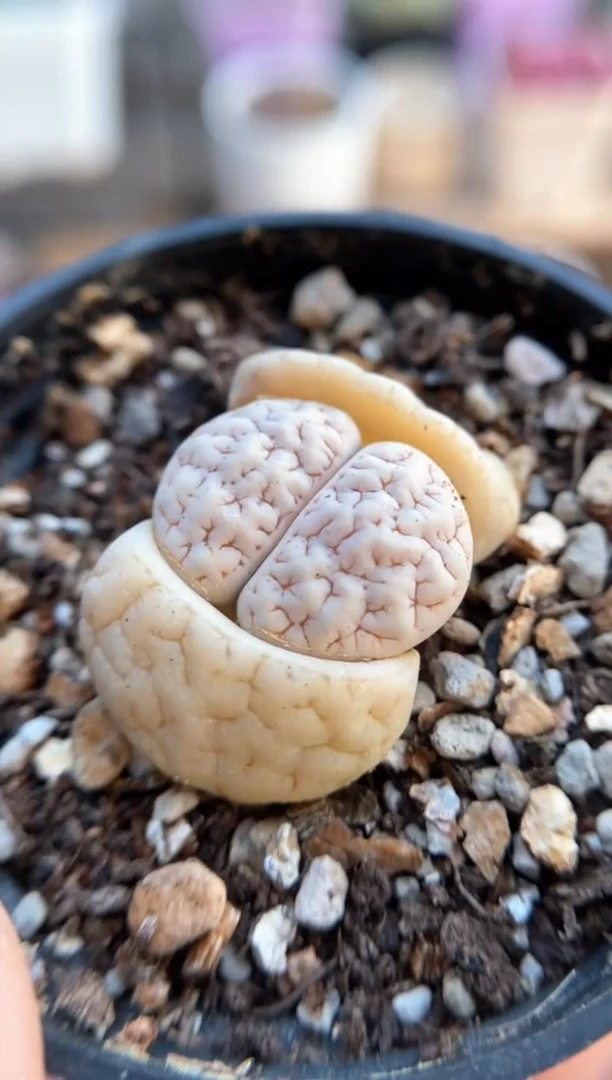 【闪购商品】6376直播一物一拍