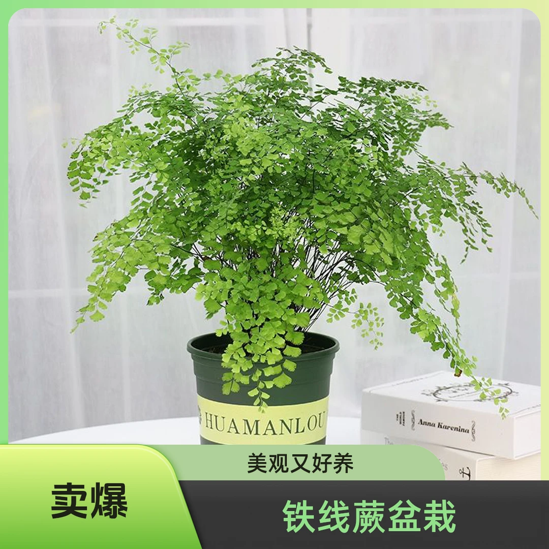 铁线蕨盆栽室内耐阴绿植净化空气好养观赏花卉