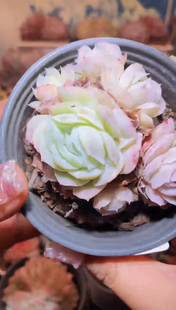 【闪购商品】035贝壳