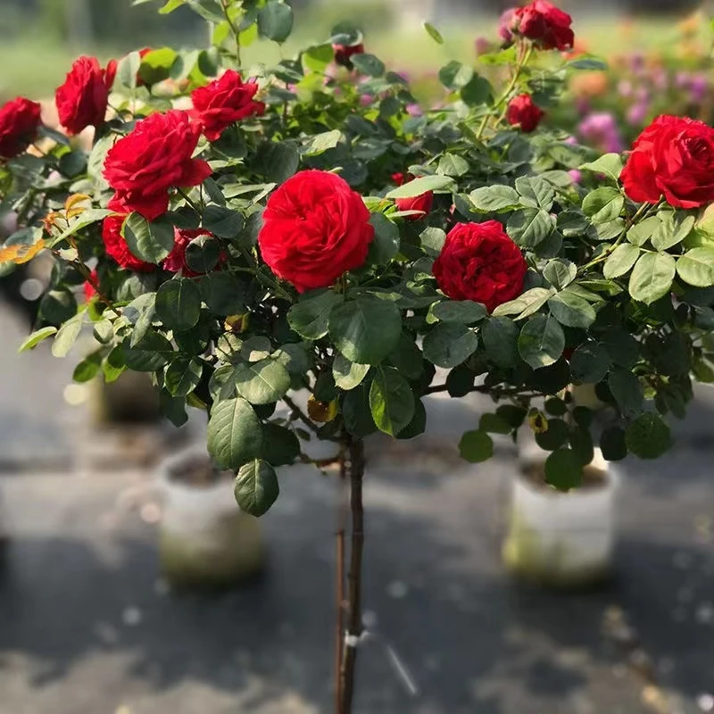 【3年大树】红色棒棒糖树桩月季带叶子发货