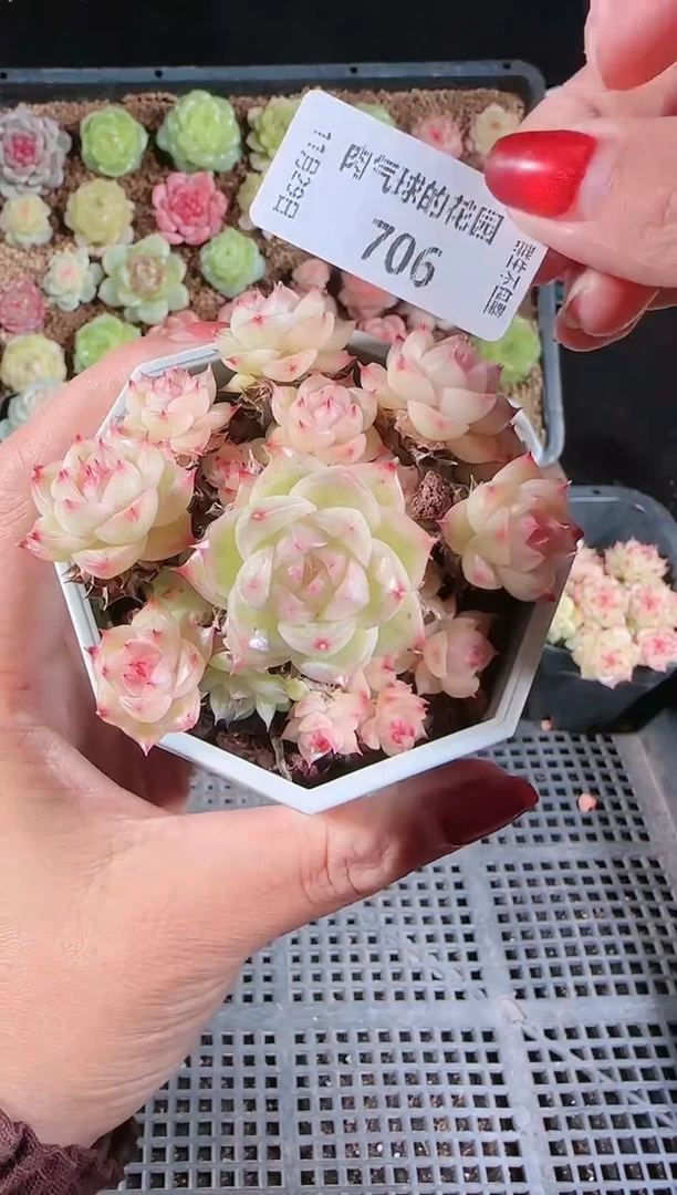 多肉1129-706（群生不包整）