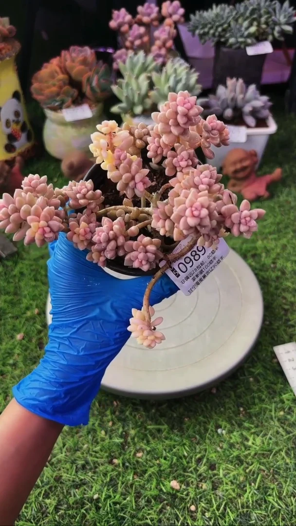 昆明印象多肉09891