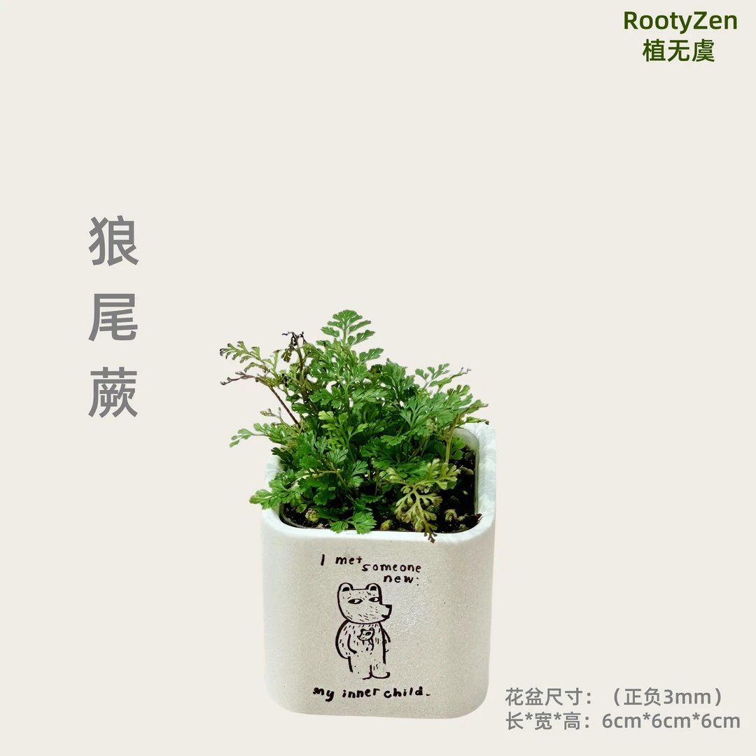 狼尾蕨办公室书桌桌面盆栽绿植带盆室内观叶植物摆件套盆