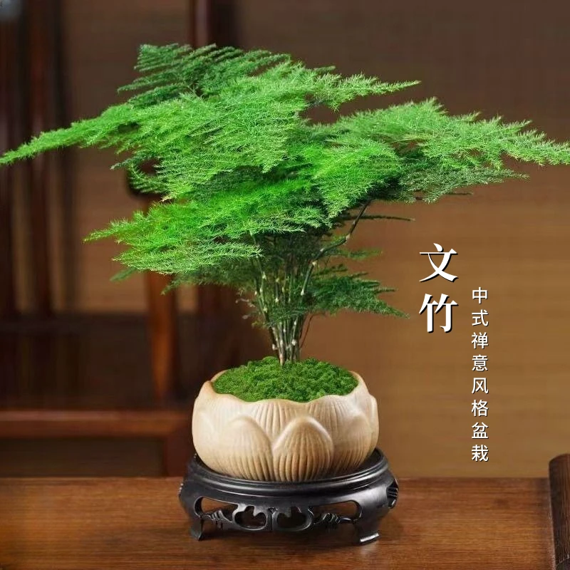 文竹盆栽净化空气绿植四季好养防辐射观叶创意盆景客厅办公桌阳台