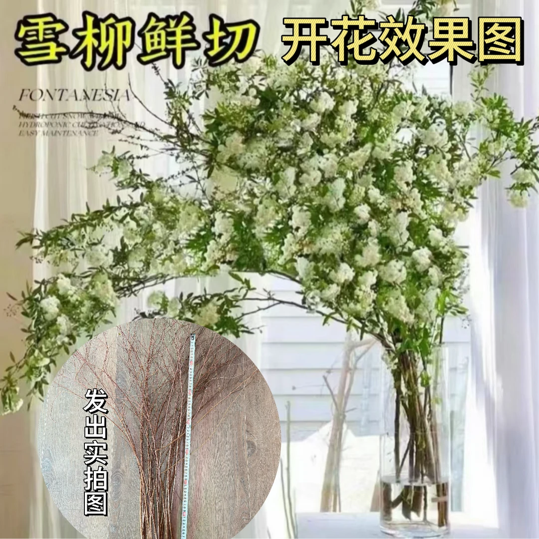 【遇水成活】雪柳盆栽水样开花水培雪花植物花卉遇水枯木室内蓬绿植