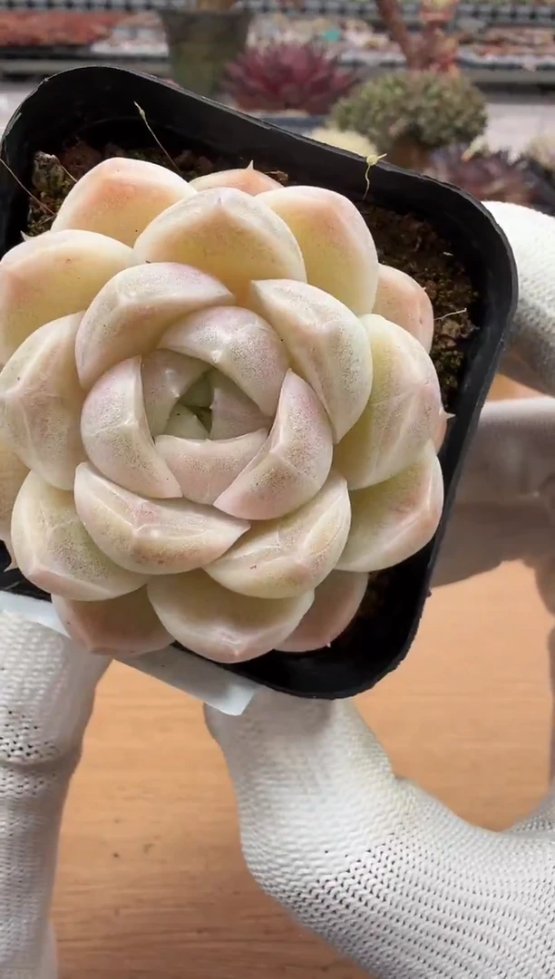 东云多肉园二店-12