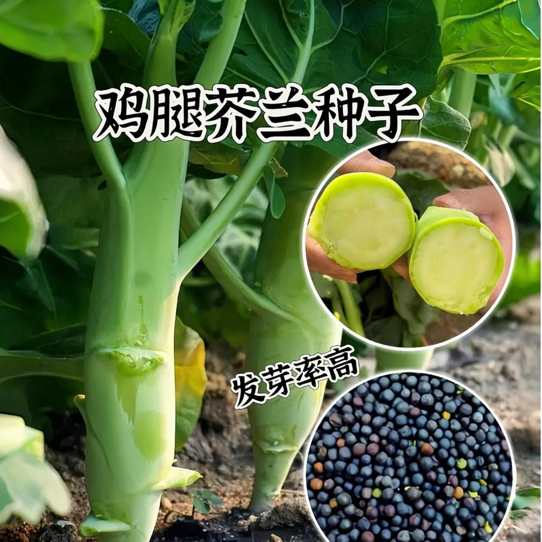 高产鸡腿芥兰种子芥兰芥兰菜种籽四季播种抗病菜种大全蔬菜种子