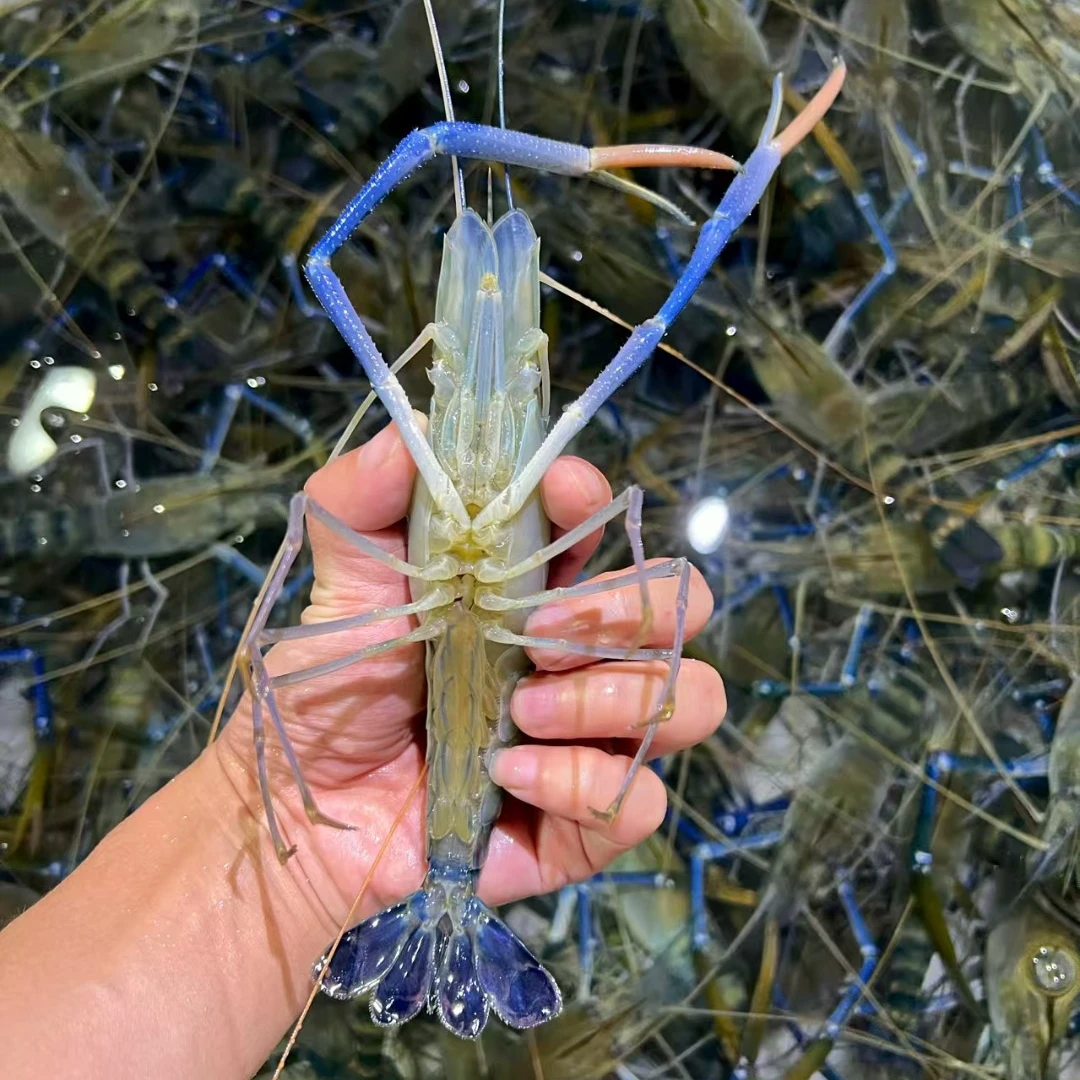 【6-9只/斤】生态大虾  活虾冰鲜顺丰冷链发货