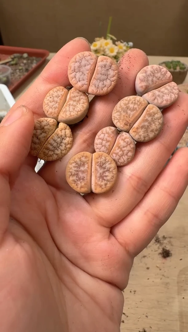 多肉植物肉锥22-128一颗