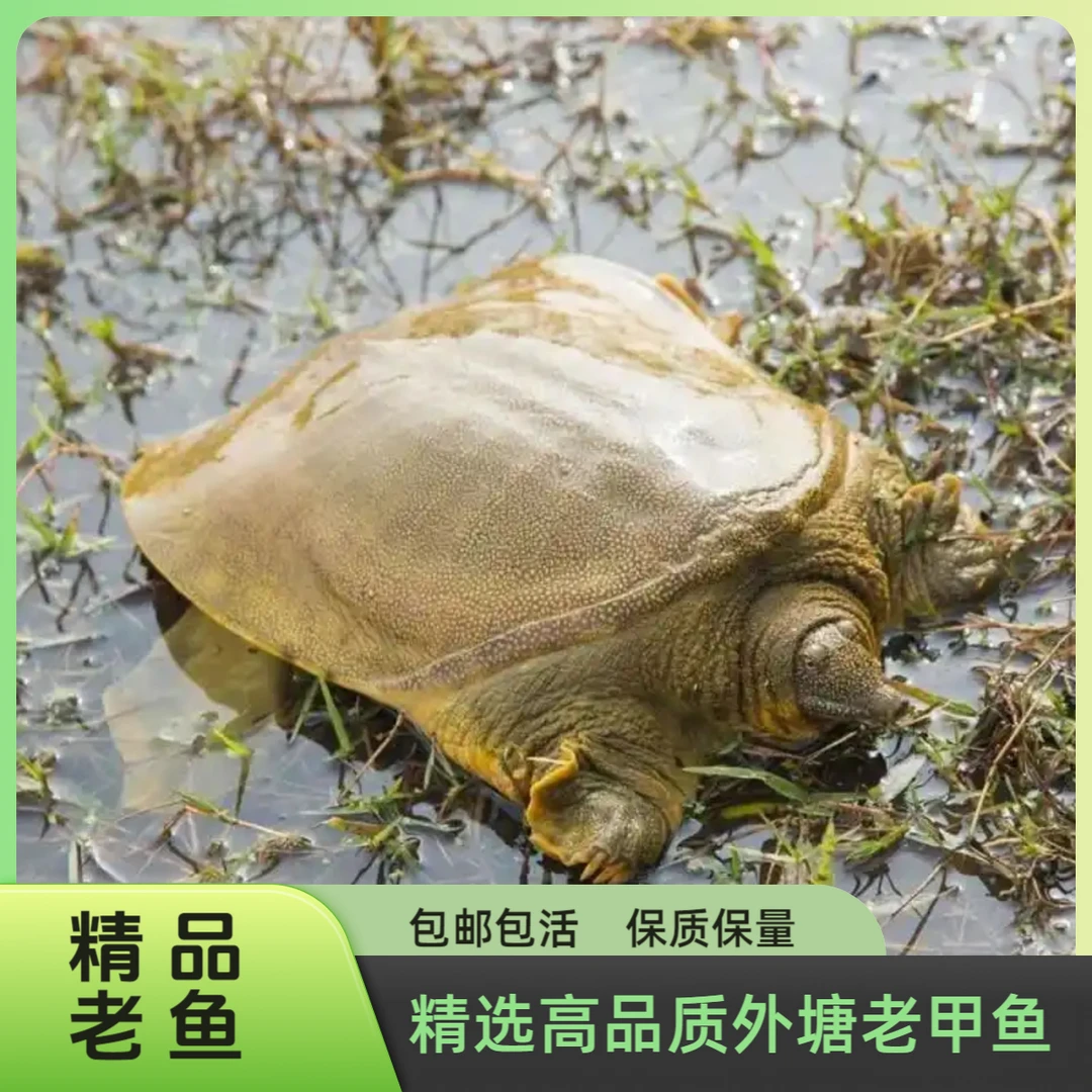 精品外塘散养生态公甲鱼老甲鱼中华本土老鳖精品冷水甲鱼水鱼团鱼